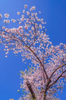 Cherry blossoms in the sky of fine weather. Shooting Location: Tokyo metropolitan area