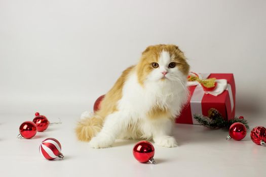 Cute scottish kitten playing in a gift box with Christmas decoration. Highland fold cat. White and red color
