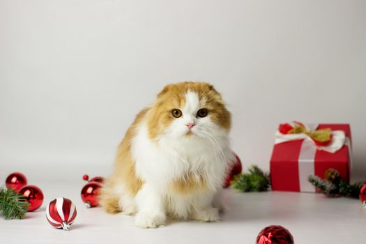 Cute scottish kitten playing in a gift box with Christmas decoration. Highland fold cat. White and red color