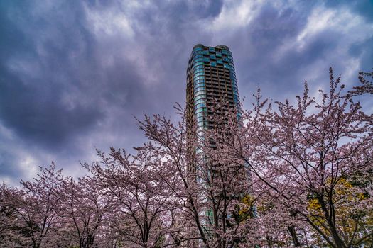 Full bloom of cloudy sky and Roppongi cherry blossoms. Shooting Location: Tokyo metropolitan area