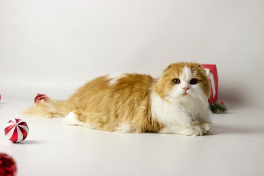 Cute scottish kitten playing in a gift box with Christmas decoration. Highland fold cat. White and red color