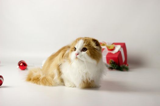 Cute scottish kitten playing in a gift box with Christmas decoration. Highland fold cat. White and red color