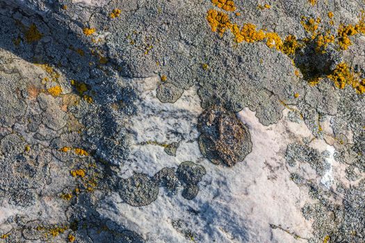 Lichen on quartzite sandstone surface. A pioneer lichen in Bare Rock Succession that helps break down rock and sets the stage for mosses and other plants to follow succession.