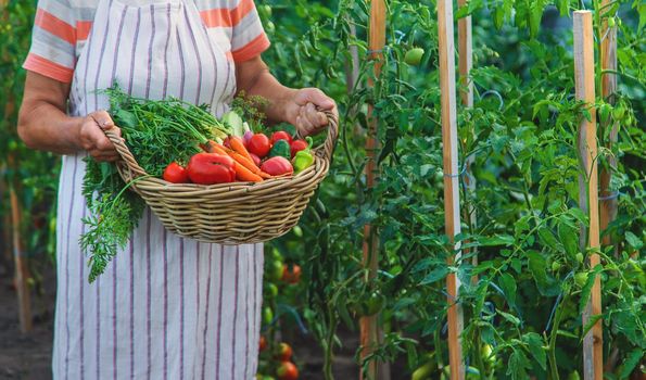 Senior woman harvesting vegetables in the garden. Selective focus. Food.