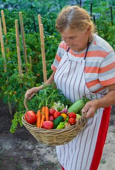 Senior woman harvesting vegetables in the garden. Selective focus. Food.