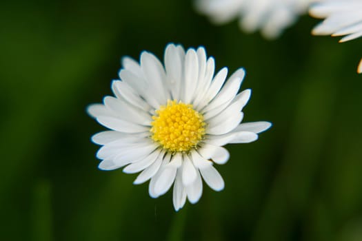 Beautiful Daisy flower blooming in the park during sunlight of summer day