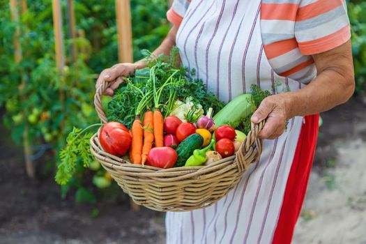 Senior woman harvesting vegetables in the garden. Selective focus. Food.