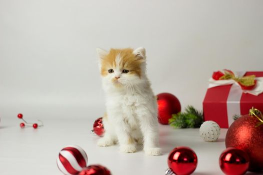 Cute scottish kitten playing in a gift box with Christmas decoration. Highland fold cat. White and red color