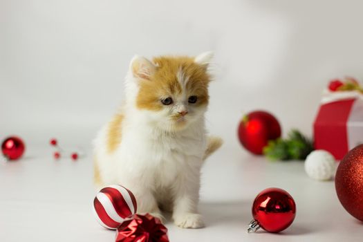 Cute scottish kitten playing in a gift box with Christmas decoration. Highland fold cat. White and red color