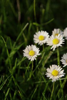 Beautiful Daisy flower blooming in the park during sunlight of summer day