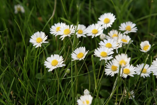 Beautiful Daisy flower blooming in the park during sunlight of summer day