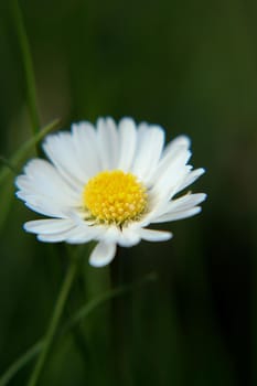 Beautiful Daisy flower blooming in the park during sunlight of summer day