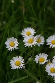 Beautiful Daisy flower blooming in the park during sunlight of summer day