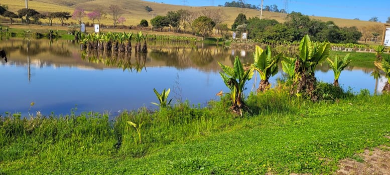 natural tropical lake in the interior of Brazil with grass vegetation and water plants