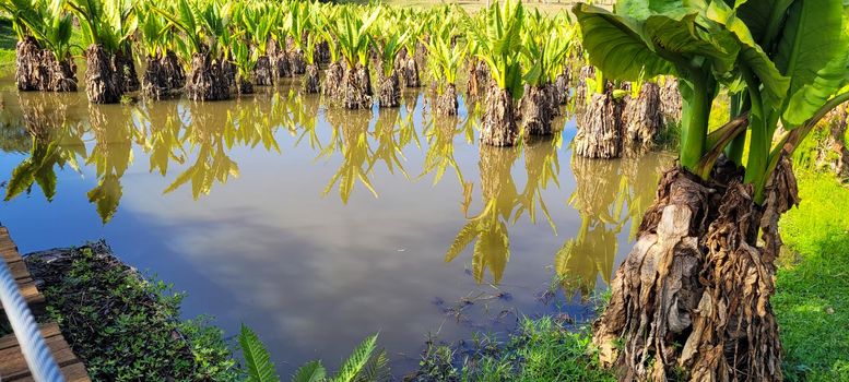 natural tropical lake in the interior of Brazil with grass vegetation and water plants