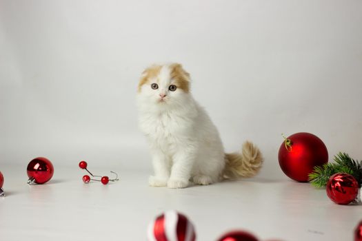 Cute scottish kitten playing in a gift box with Christmas decoration. Highland fold cat. White and red color