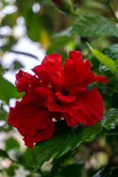 Huge red flower of Chinese hibiscus against the background of green leaves close up