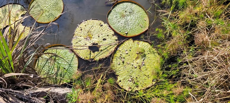 natural tropical lake in the interior of Brazil with grass vegetation and water plants