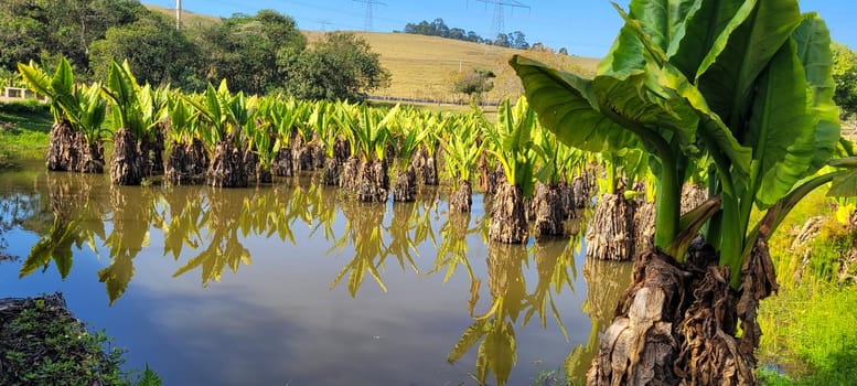 natural tropical lake in the interior of Brazil with grass vegetation and water plants