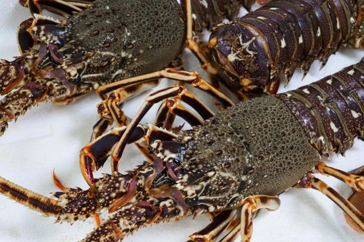 Live spiny lobsters on a white background on the counter of a fish store close up