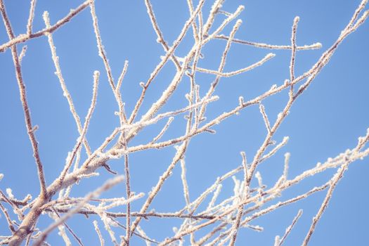 Frost-covered apple tree branch on a sunny winter day. Frozen winter plant landscape. Ice on tree macro