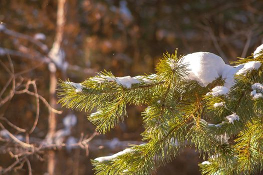 Pine tree branch in forest at sunny winter day with sunlight rays. Wintertime landscape in the woodland before Christmas holidays. Fir tree needles at snow