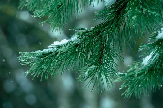 Pine tree branch in forest at cloudy winter day with falling snowflakes. Wintertime landscape in the woodland before Christmas holidays. Fir tree needles at snow