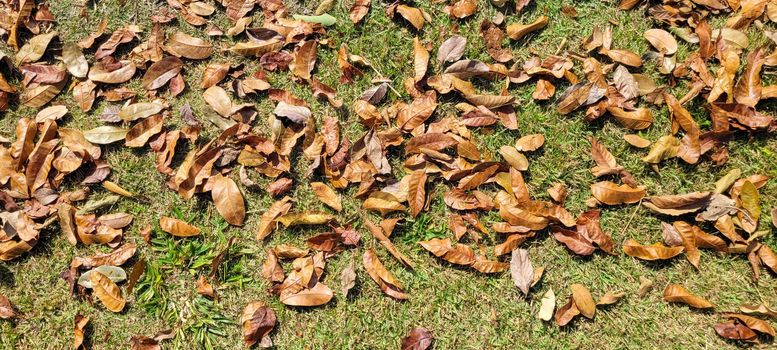 dry autumn winter leaves in a park in the countryside of Brazil