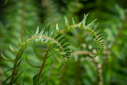 Beautiful lush green ferns budding