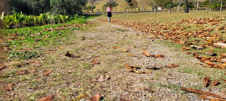 dry autumn winter leaves in a park in the countryside of Brazil