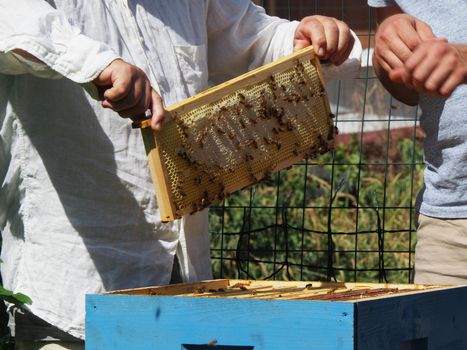 Beekeeper working with bees and beehives on the apiary. Beekeeping concept. Beekeeper harvesting honey Beekeeper on apiary.