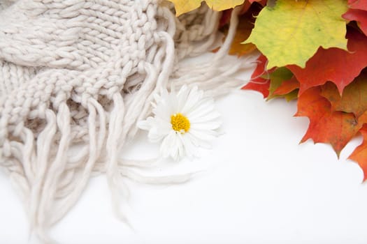 autumn, leaves, bright, juicy, maple, background, text, free, place, blue, wooden, beautiful, colorful, orange, red, brown, yellow, sweater, knitted, cozy, warm, bright, woolen