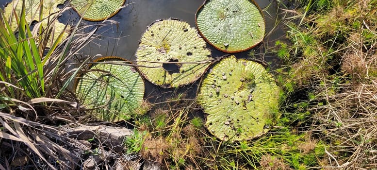 natural tropical lake in the interior of Brazil with grass vegetation and water plants