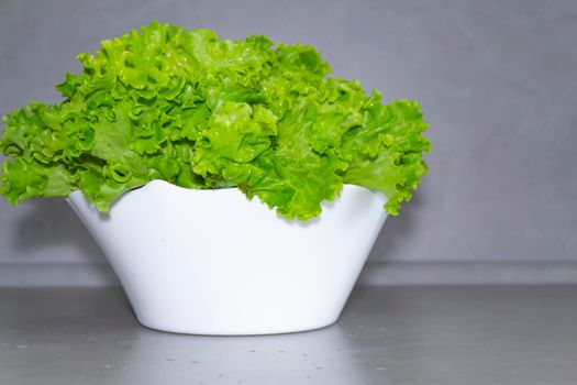 Curly, green, fragrant lettuce leaves for proper nutrition and human health...
