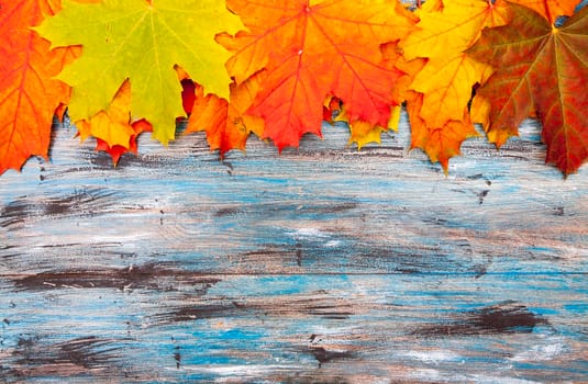 Bright autumn background of orange and red maple leaves on a blue vintage background