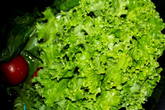 Curly, fragrant lettuce leaves, spinach and red tomato are washed in a black sink under running tap water for proper nutrition and human health...