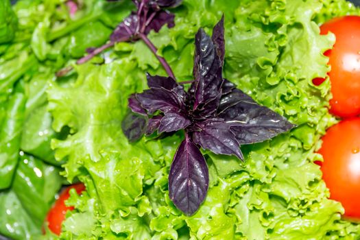 Curly, green, fragrant lettuce leaves, purple basil and red tomato for proper nutrition and human health...