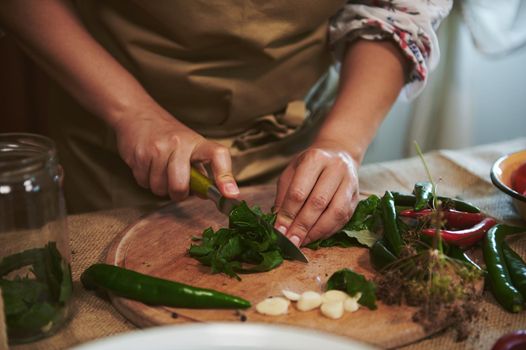 Close-up of the hands of an unrecognizable woman, housewife in a beige apron, chopping fresh culinary herbs on a wooden cutting board while preparing brine for pickling chili peppers at home kitchen