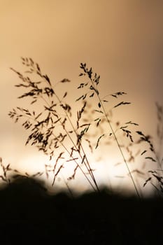 Green grass background in sunlight. Bright bokeh. Soft focus. Abstract natural background at sunset.