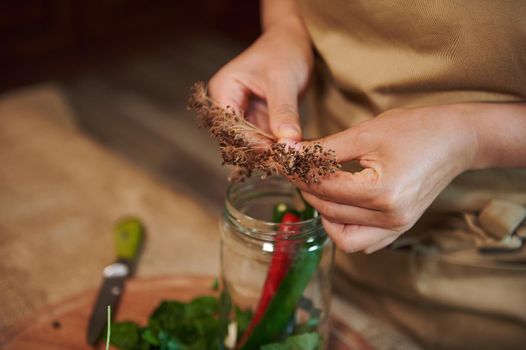 Selective focus on an umbrella dill in the hands of a housewife, filling can for canning with organic spicy chili peppers, fragrant culinary herbs while making homemade preserves for the winter