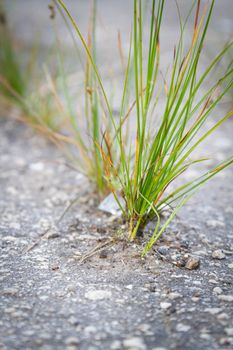 The power of growth. Sprouted sprout through the asphalt. The plant broke through the concrete. Power of nature. Overgrown city.