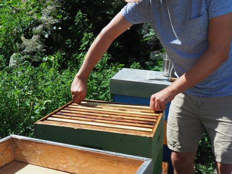 Beekeeper working with bees and beehives on the apiary. Beekeeping concept. Beekeeper harvesting honey Beekeeper on apiary.