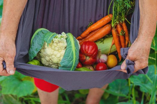 Senior woman harvesting vegetables in the garden. Selective focus. Food.