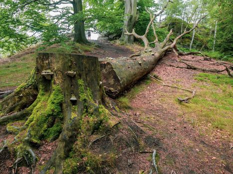Fallen historical beech tree. Big beech tree cut down in the forest close to tourist path, safety and environmental issue 