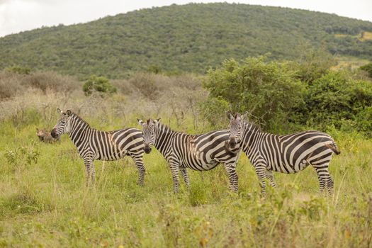 Herd of zebras on the african savannah with a wild boar in the background