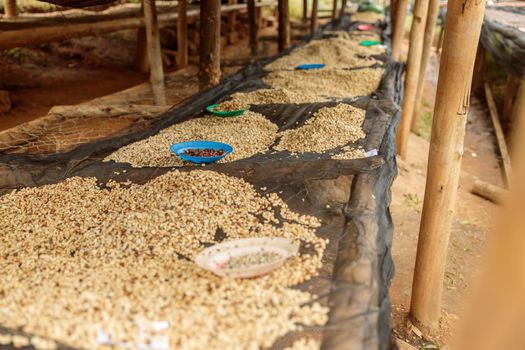 Close up of drying tabels at coffee washing station in the farm in Africa