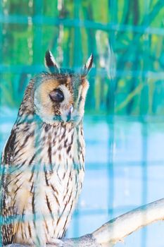 Owls in a cage at the zoo. Owl outdoors. A cute owl sits on a branch. Zoo with a collection of different species of owls and birds. A cute bird enjoying the first days of spring.