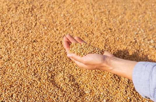 Woman farmer checks the quality of wheat grain after harvest. A farm worker touches the golden grains of wheat to make sure the crop is in good condition. Agriculture, business, harvest