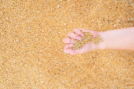 A male farmer checks the quality of wheat grain after harvest. A farm worker touches wheat grains to make sure the crop is in good condition. Agriculture, business, harvest