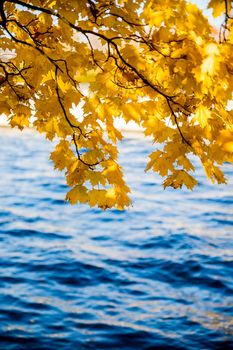 Bright colorful maple leaves float in the wind on dark blue background. Beautiful view of bright autumn leaves in the park on a sunny morning